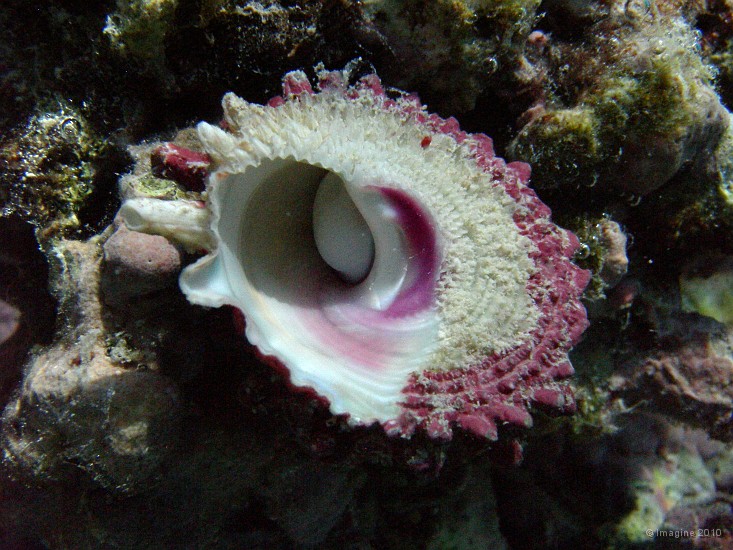 04- Turbo endormi dans sa coquille - Ilot Gi.JPG